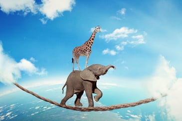 elephant tightrope walking with giraffe on it's back